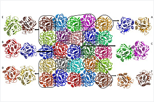 Кластер-прекурсор кристалла белка протеиназы К по данным молекулярной динамики малоуглового рассеяния рентгеновских лучей