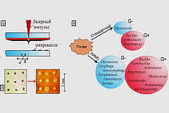 В ИФТ РАН разработана оригинальная технология лазерной инженерии микробиологических систем